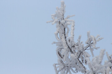 Detail of winter nature. The rime-ice on the tree close up on blue sky background. Rime on the trees. Rime and snow ice on the branches of bushes. Cool frosting texture