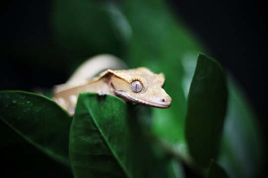 Kronengecko Bilder Durchsuchen 1,338 Archivfotos, und