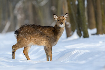 Naklejka na ściany i meble Roe deer in the winter forest. Animal in natural habitat