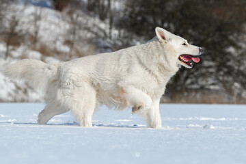 White Swiss Shepherd dog running on snow