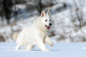 White Swiss Shepherd dog running on snow