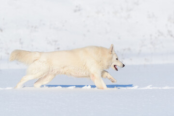 White Swiss Shepherd dog running on snow