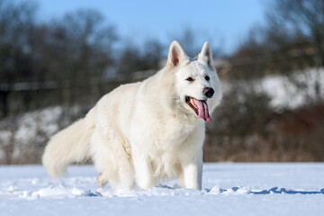 White Swiss Shepherd dog running on snow