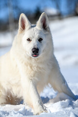 White Swiss Shepherd dog running on snow