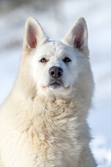 White Swiss Shepherd dog running on snow