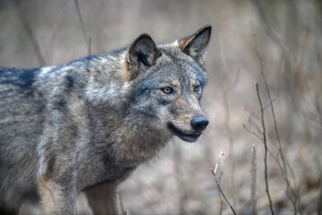 Close up portrait wolf in winter forest background
