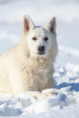 Naklejka premium White Swiss Shepherd dog running on snow