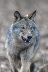 Close up portrait wolf in winter forest background