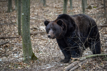 Wild adult Brown Bear (Ursus Arctos) in the winter forest