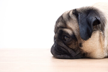 studio shot of cute young pug dog lying on white background