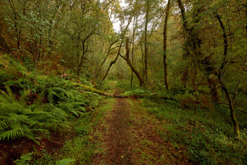 Obraz premium Fallen tree on a path of red leaves in a beautiful forest in the area of Galicia, Spain.