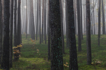 foggy morning in the forest