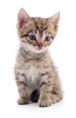 Kitten on white background.