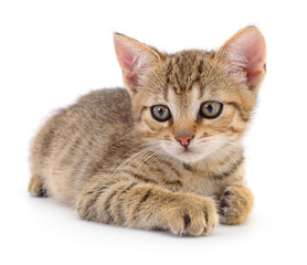 Kitten on white background.