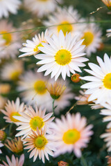 Obraz premium Macro daisy pattern close up background