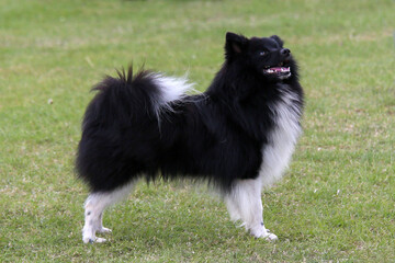 German Spitz Mittel
