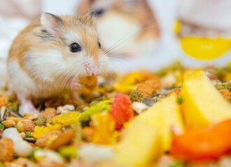Roborovski hamster