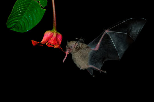 Pallas long-tongued bat (Glossophaga soricina)  South and Central American bat with a fast metabolism that feeds on nectar, flying bat in the night, feeding on the blossom