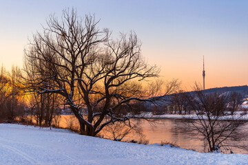 Winter evening on the Elbe river in Dresden. Big tree and TV tower. 