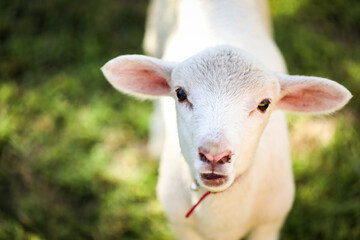 Obraz premium Portrait of beautiful baby lamb looking directly at camera