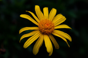yellow petals