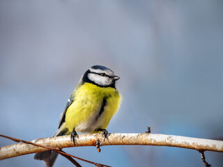 Titmouse perching on birch tree branch