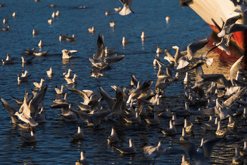 .A flock of wild seagull on the surface of the Vltava river and a white swan in winter in the city of Prague