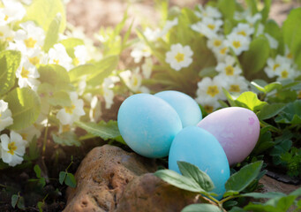 Pink and blue Easter eggs lie next to the delicate primrose flowers, under the bright rays of the spring sun