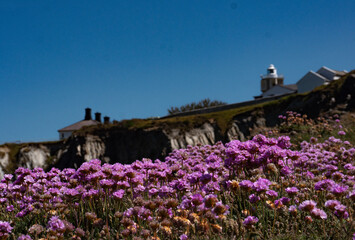 Purple thrift with lighthouse