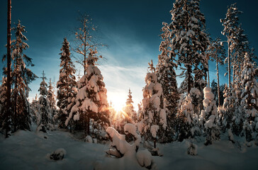 sunset over the lsnow forest