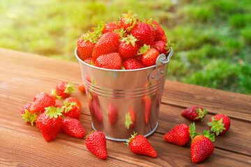 Bucket of freshly picked strawberries in summer garden. Ripe juicy strawberries in a small metal bucket on wooden table
