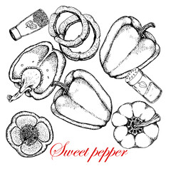 Vector hand drawn set of full, half and slices of sweet pepper. Isolated. Natural food. Black and white sketch. Design of packaging, labels for the agricultural market.