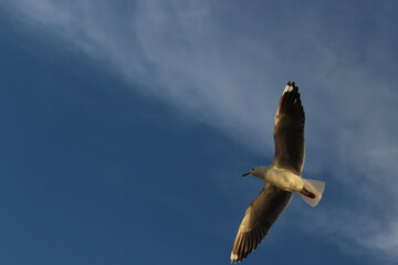 seagull flying free
