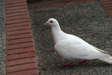 白いハト
