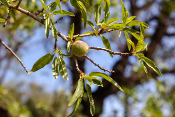Almonds growing on a tree outside of Skoura Morocco