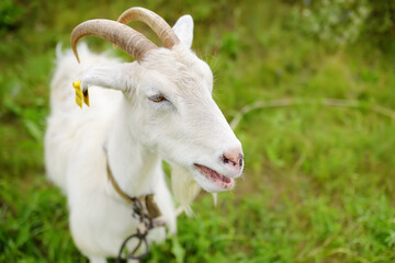 Domestic goat with a tag on its ear in the meadow on a sunny summer day. Portrait of white goat a close-up. Animal husbandry