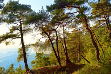 Obraz premium Relict pine forest on the rocky shore of the Black Sea on a summer day.
