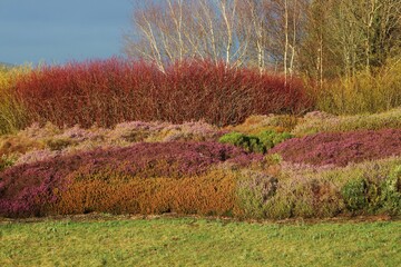 Heath and Heather garden in Ireland, springtime 2021