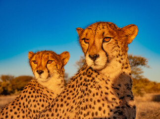 Cheetahs at sunset