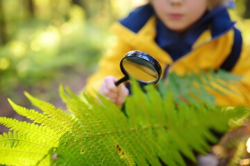 Preschooler boy is exploring nature with magnifying glass. Little child is looking on leaf of fern...