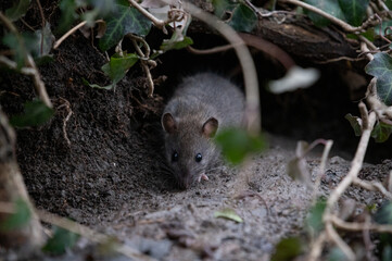 Ratte (rattus) in freier Wildbahn - 413925624