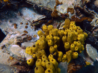 Chimney like sponge species in the Adriatic sea