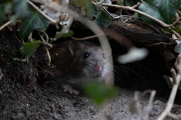 Ratte (rattus) in freier Wildbahn - 413925649