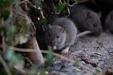 Ratte (rattus) in freier Wildbahn - 413925681