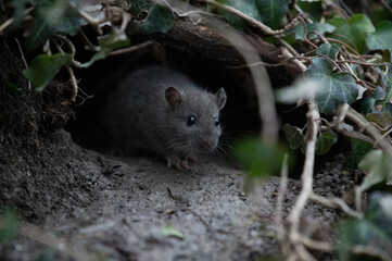 Ratte (rattus) in freier Wildbahn - 413925803