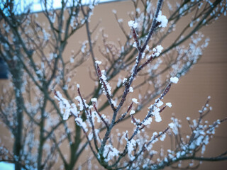 snow covered branches
