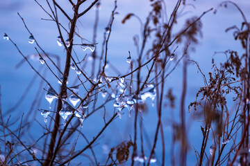 Winter. Frozen drops of water on the branches above the river 