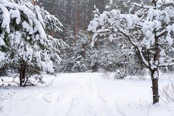 Winter landscape of the snow in the pine forest. Landscape Beautiful in nature