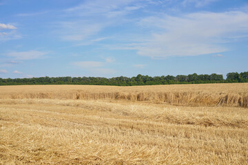 Fototapeta na wymiar Wheat agricultural field with blue cloudy background Summer season harvesting
