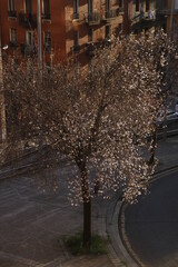 Tree in the street with spring flowers